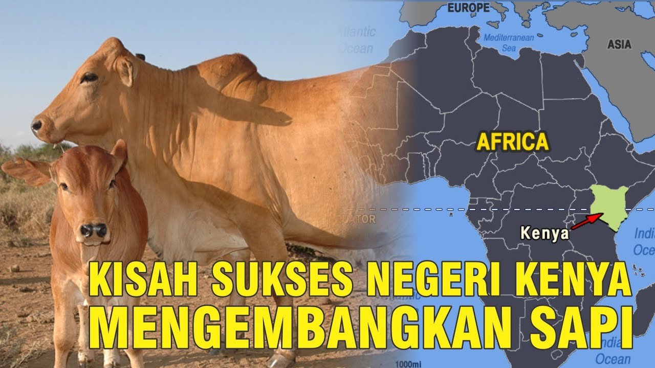 
                                 Peternakan-Sapi-Kenya-Afrika